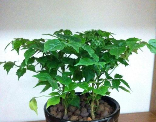 幸福树剪枝的最佳时机是什么时候？剪枝后如何护理？