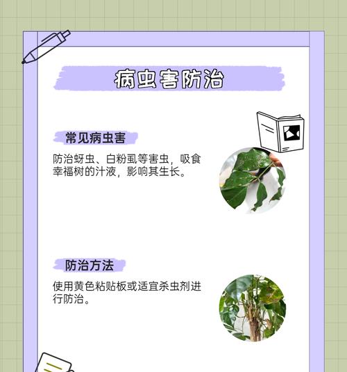 幸福树剪枝的最佳时机是什么时候？剪枝后如何护理？