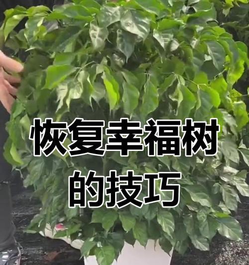 幸福树剪枝的最佳时机是什么时候？剪枝后如何护理？