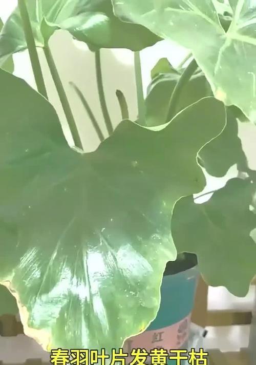 春羽叶片发黄的原因是什么？如何处理春羽叶子发黄的问题？