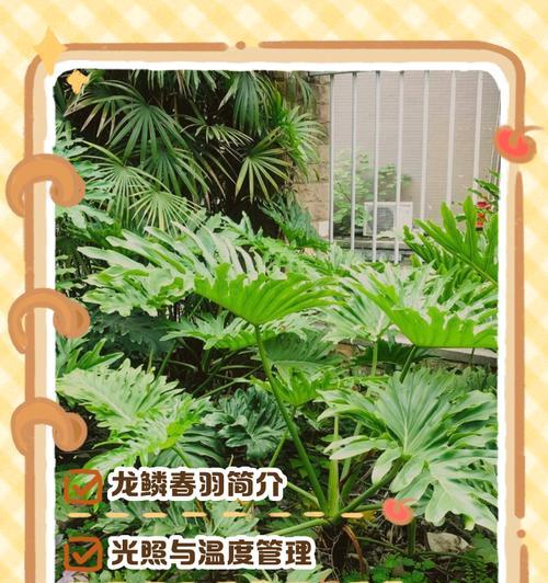 春羽叶片发黄的原因是什么？如何处理春羽叶子发黄的问题？