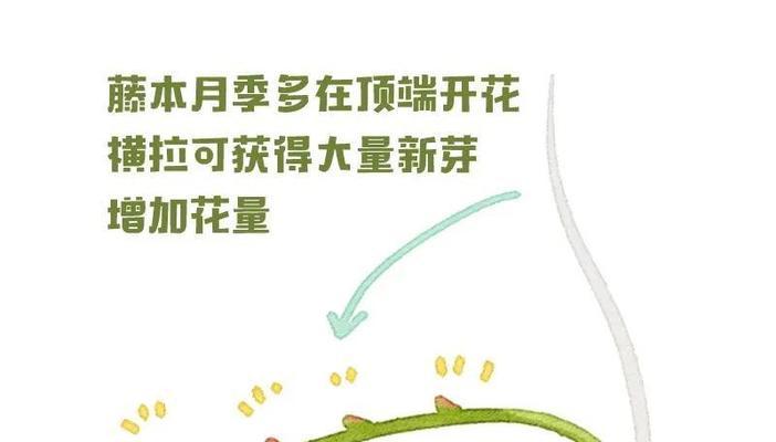 花卉养护的基本原则是什么？如何应对常见问题？