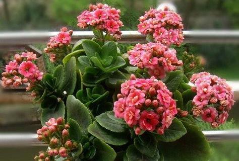 菊花插扦的最佳时机是什么时候？如何提高插扦成功率？
