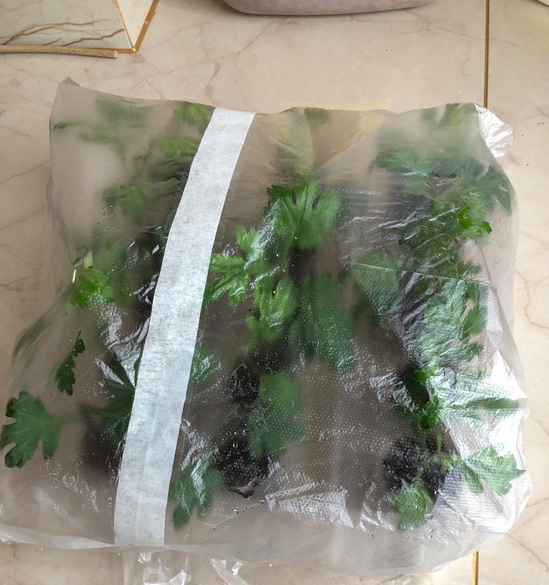 菊花插扦的最佳时机是什么时候？如何提高插扦成功率？