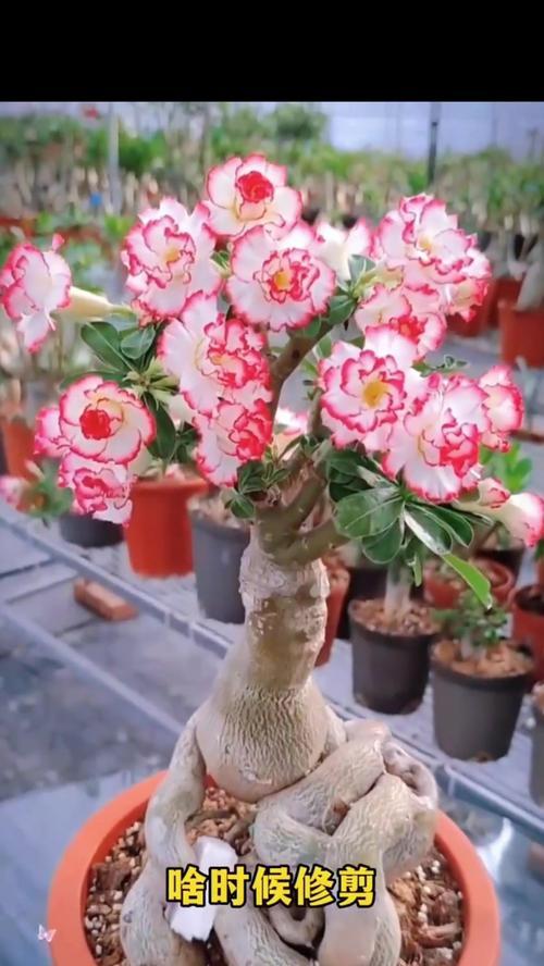 玫瑰花修剪的最佳时机是什么时候？修剪后如何促进新芽生长？
