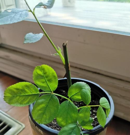 玫瑰花修剪的最佳时机是什么时候？修剪后如何促进新芽生长？