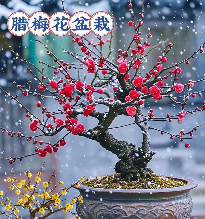 腊梅的养殖技巧和注意事项？如何让腊梅在冬季也能盛开？