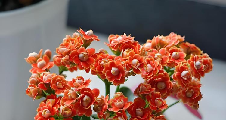 冬天开花植物有哪些推荐？