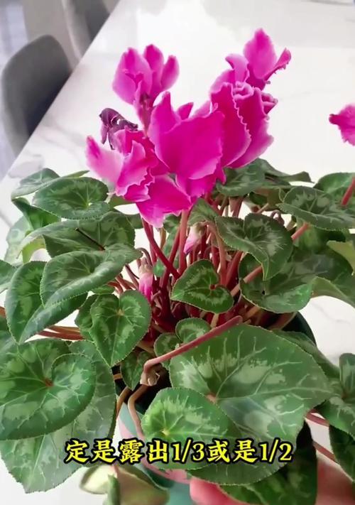 仙客来球茎腐烂怎么办？如何预防和处理仙客来球茎问题？
