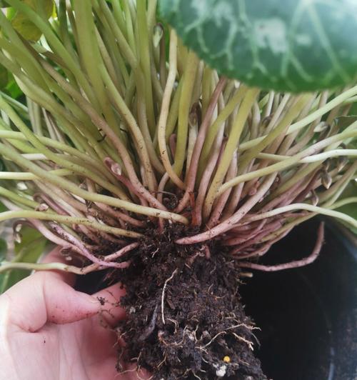 仙客来球茎腐烂怎么办？如何预防和处理仙客来球茎问题？