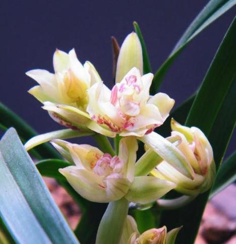 对兰的开花时间是什么时候？如何促进开花？