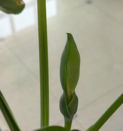 对兰的开花时间是什么时候？如何促进开花？