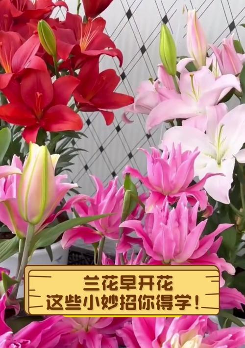 对兰的开花时间是什么时候？如何促进开花？