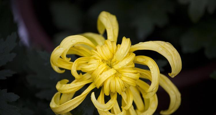 菊花叶子发黄的原因是什么？如何有效解决菊花叶子发黄问题？