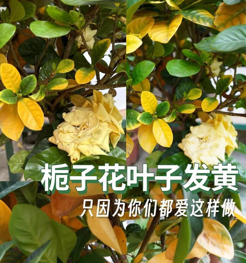菊花叶子发黄的原因是什么？如何有效解决菊花叶子发黄问题？