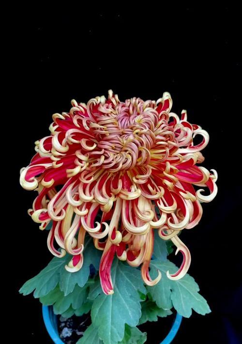 菊花叶子发黄的原因是什么？如何有效解决菊花叶子发黄问题？