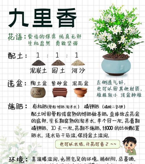 七里香盆栽怎么养？如何保持其健康生长？