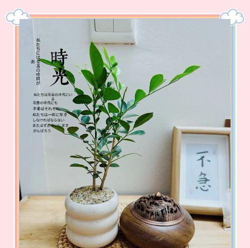 七里香盆栽怎么养？如何保持其健康生长？