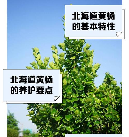 黄杨的养殖方法是什么？黄杨掉叶子怎么办？