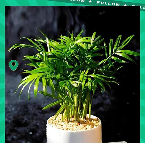 袖珍椰子的养殖技巧有哪些？