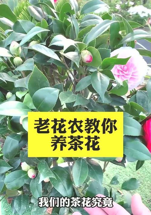茶花怎么养殖方法？茶花的正确养殖技巧是什么？