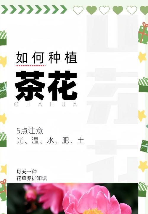 茶花怎么养殖方法？茶花的正确养殖技巧是什么？