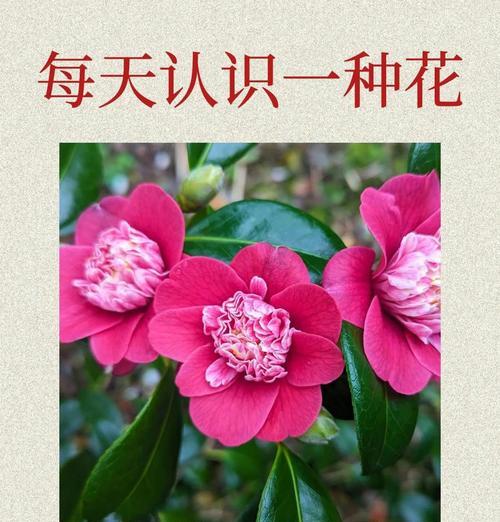 茶花怎么养殖方法？茶花的正确养殖技巧是什么？