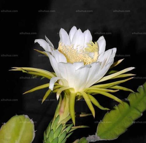 昙花的特征是什么？如何区分不同种类的昙花？