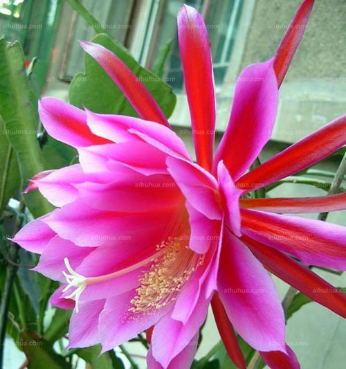 昙花的特征是什么？如何区分不同种类的昙花？