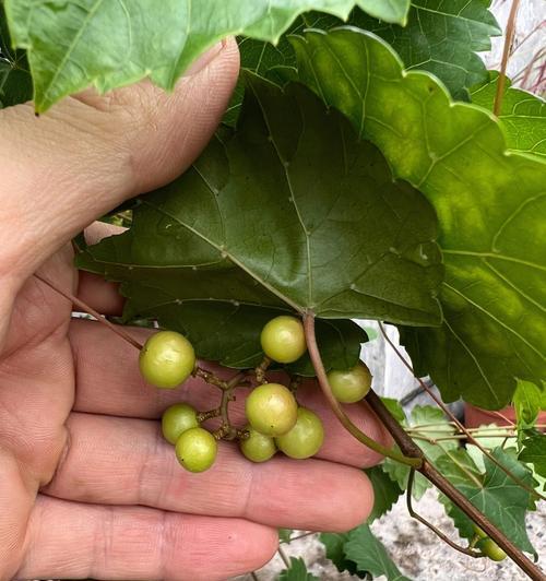 盆栽葡萄快速结果的秘诀是什么？