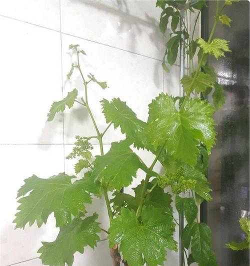 盆栽葡萄快速结果的秘诀是什么？