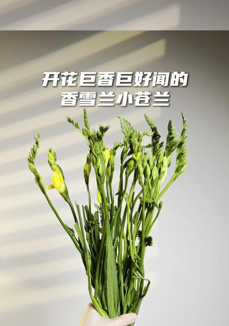 哪些花卉的叶子带有香味？香味有何特点？