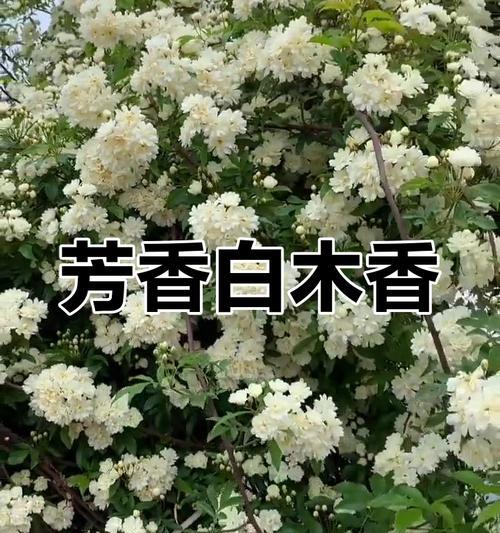 哪些花卉的叶子带有香味？香味有何特点？