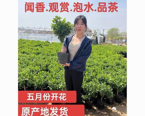 金银花的最佳种植时间是什么时候？金银花种植需要注意什么？