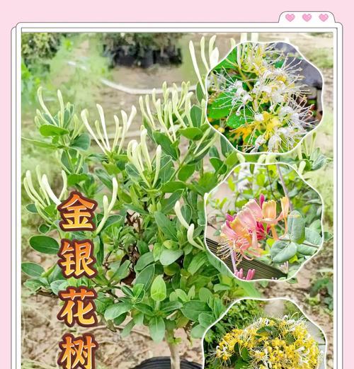 金银花的最佳种植时间是什么时候？金银花种植需要注意什么？