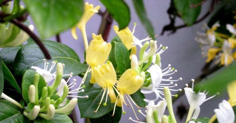金银花的最佳种植时间是什么时候？金银花种植需要注意什么？