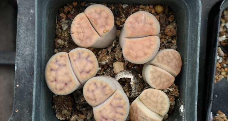 生石花烂根的处理方法有哪些？