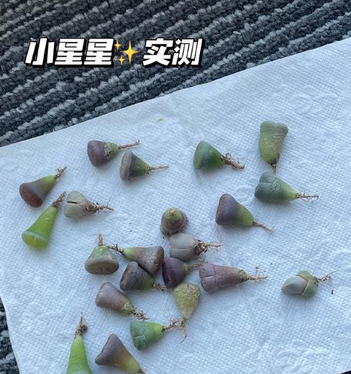 生石花烂根的处理方法有哪些？