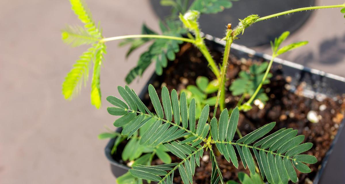 含羞草的土壤选择有什么讲究？怎样才能养好含羞草？