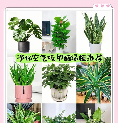 吊兰枯萎了怎么办？如何快速恢复其生机？