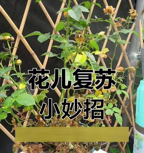 吊兰枯萎了怎么办？如何快速恢复其生机？