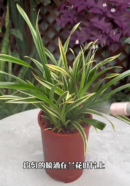 哪些草本植物的叶子像兰花？它们的养护要点是什么？