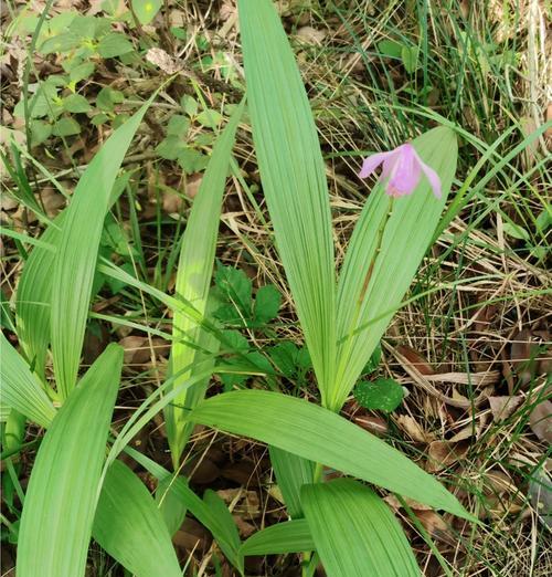 哪些草本植物的叶子像兰花？它们的养护要点是什么？