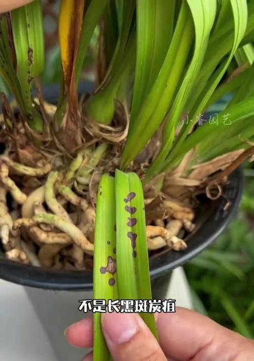 哪些草本植物的叶子像兰花？它们的养护要点是什么？