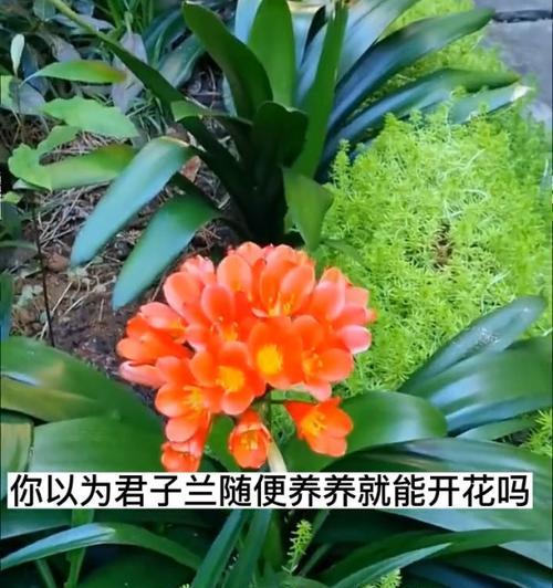 君子兰叶子发黄的原因及解决方法是什么？