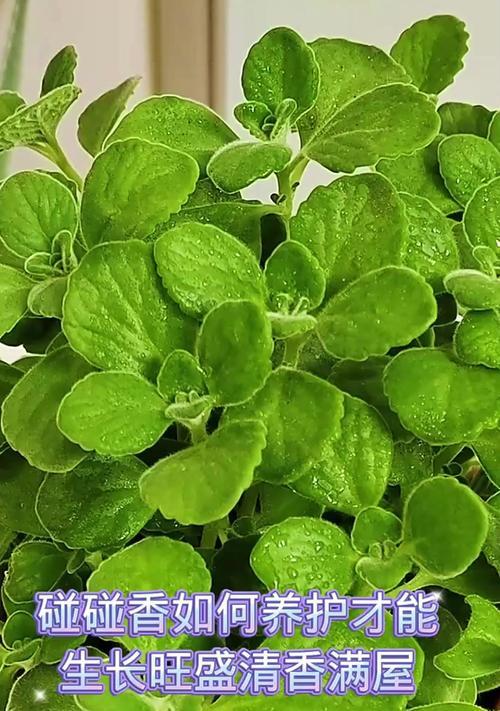 一抹香的养殖方法是什么？如何保持一抹香的香气？