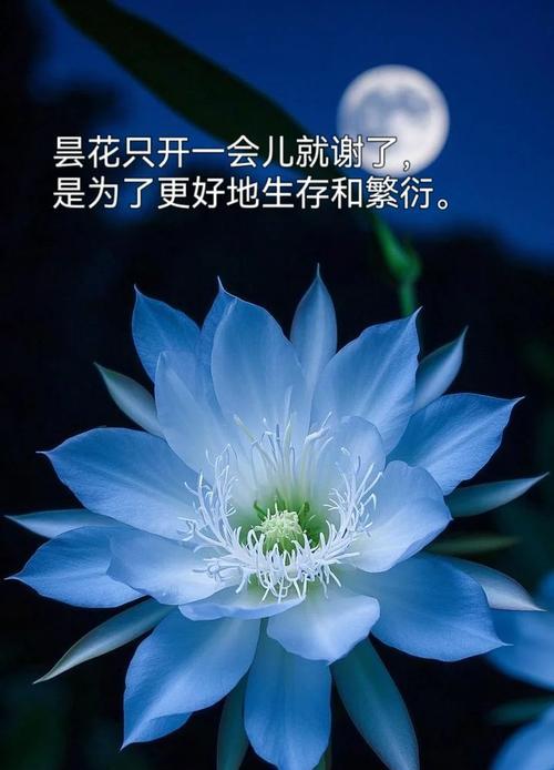 昙花不开花的原因是什么？如何促进其开花？