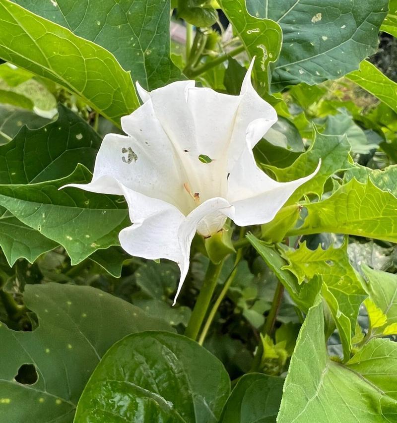 曼陀罗花有哪些特点和用途？