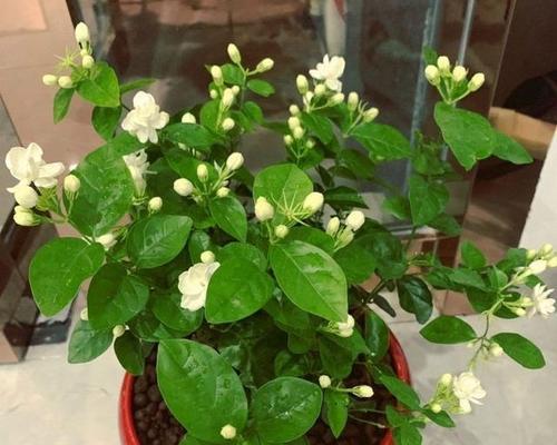 茉莉换盆的最佳时机和方法是什么？