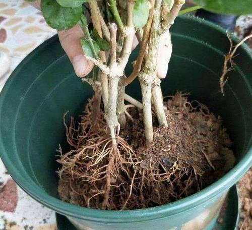 茉莉换盆的最佳时机和方法是什么？